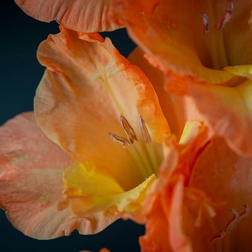 Climate resilient gardens, lettuces, and gladioli