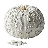 10 Warty White Specter Pumpkin Seeds for Planting – Pure White with Subtle Warts – Rare, Elegant Variety for Unique Fall Décor, Halloween Displays & Garden Harvests