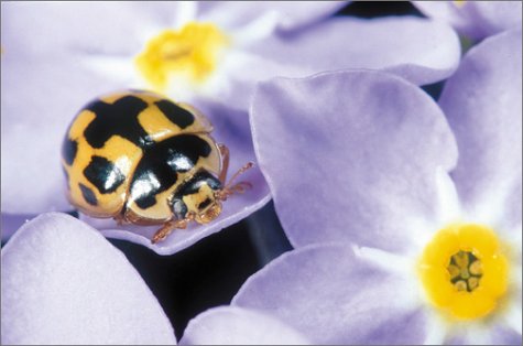 Insects and Gardens: In Pursuit of a Garden Ecology