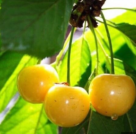 chaerry ページ Amazon.com : Generic 10pcs Cherries Cherry Tree Seeds Yellow