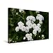 Produktbild CALVENDO Premium Textil-Leinwand 45 cm x 30 cm quer, Sumpfschafgarbe | Wandbild, Bild auf Keilrahmen, Fertigbild auf echter Leinwand, Leinwanddruck: Achillea ptarmica Natur Natur