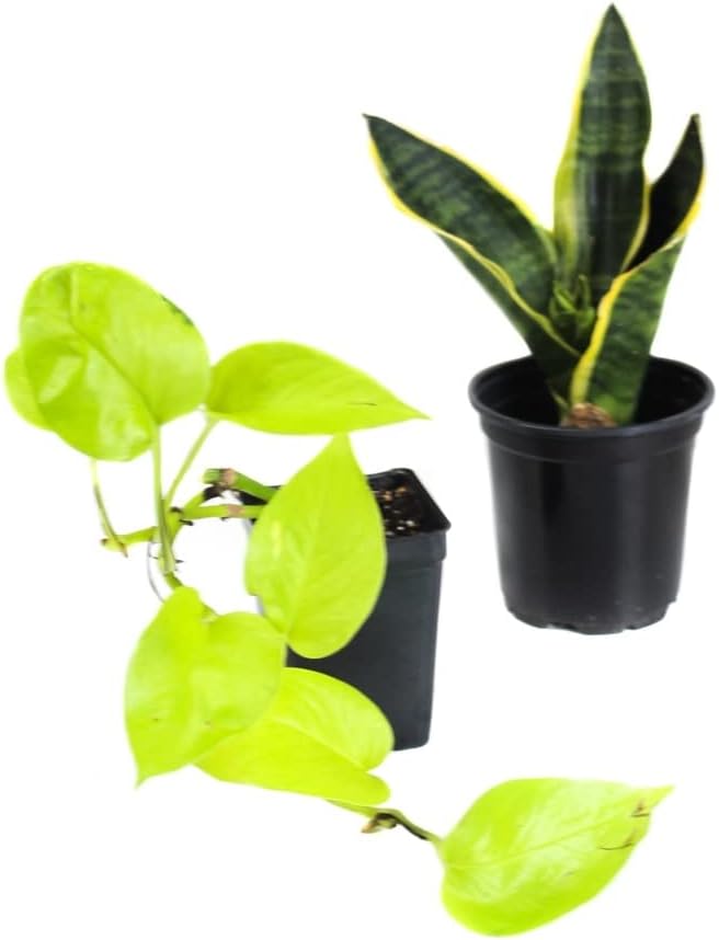 Josh's Frogs White's Tree Frog Vivarium Bioactive Plant Kit (18x18x24 Terrarium)