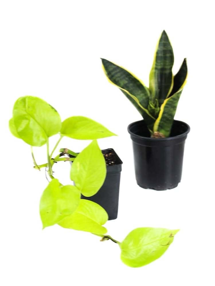 Histochemical Studies Of Cochlospermum Religiosum (l) Alston