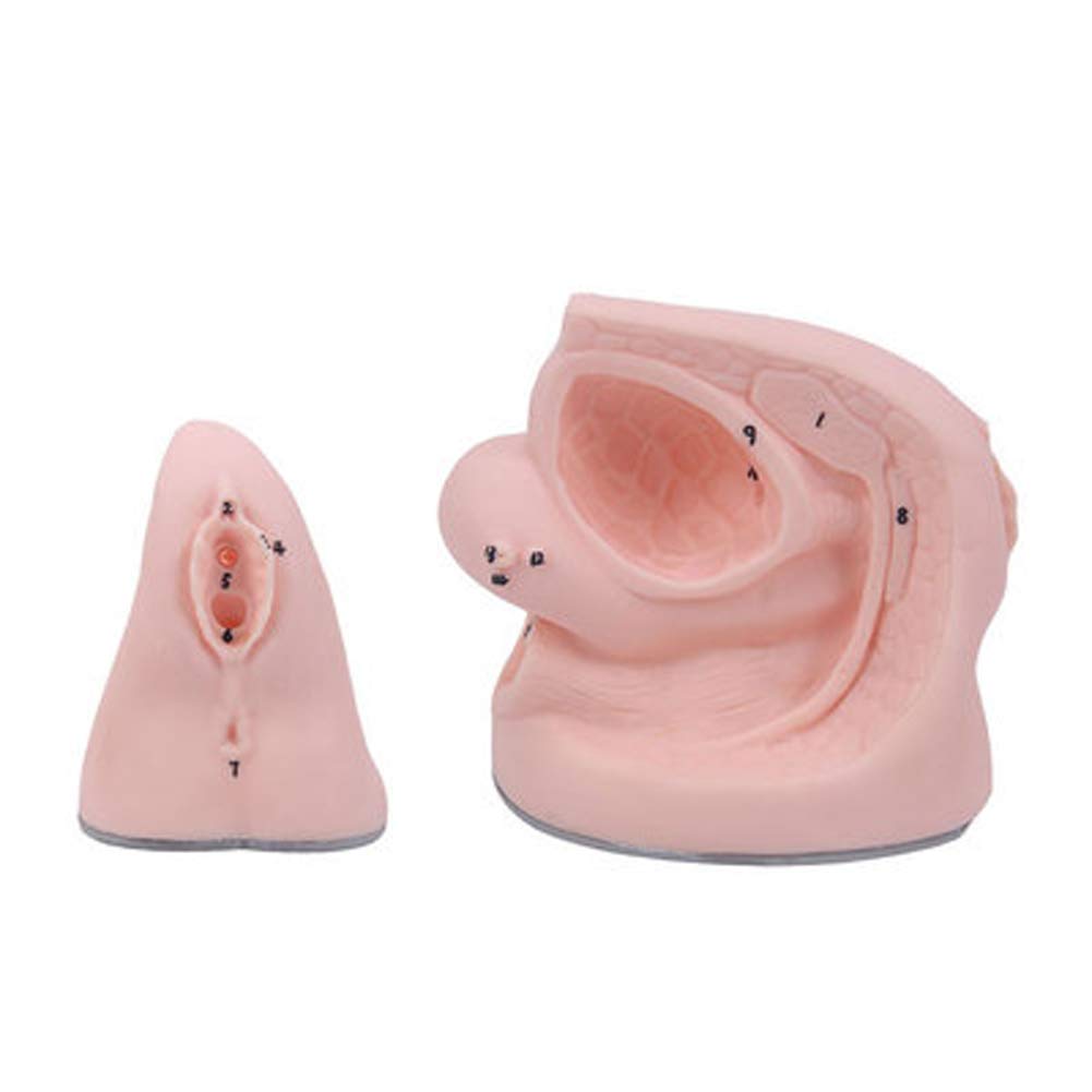 Modèle de reproduction féminin AMITD avec anatomie interne détaillée