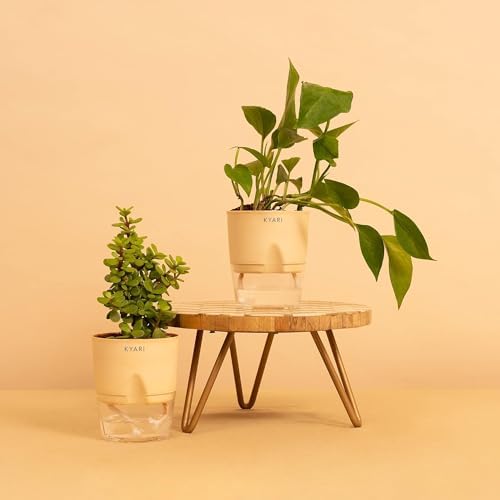 Picture of KYARI Jade Plant & Green Money Combo of 2 Indoor Plants for Living Room ...