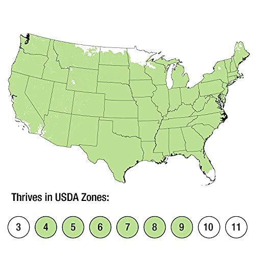 Procumbens Nana Juniper (2.5 Quart) Low-Growing Evergreen Groundcover Shrub - Bonsai Tree Live/Desk Plants Live Houseplants - Zen Garden Ecosphere #TOP4
