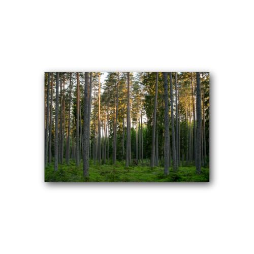 Art mural sur toile forêt de grands pins pour une déco nature
