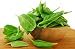 Rare Seeds Sorrel Odessa Russian Heirloom Herb Seed