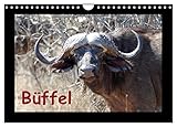 kaffernbüffel schädel PERFEKTES GESCHENK - Kalender für Freunde und Familie, für Kinder und Erwachsene, jung und alt, zu Weihnachten, Geburtstag oder zwischendurch.