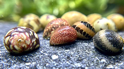 WaterPlants 5 Fancy Geweihschnecke - Clithon sowerianum, Aquarium Schnecke Cover