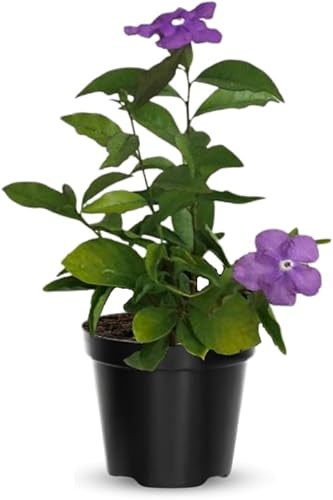 Ayer hoy y mañana Planta viva, de 5 a 7 plántulas altas, bien enraizadas, planta de arbustos de flores, planta Brunfelsia Plantas iniciales vivas