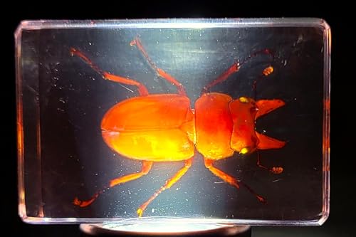 Image of 44mm Real Golden Stag Beetle in Crystal Clear Lucite Resin Specimen Preserved Insect Bugs Taxidermy Crafts Collection for Biology Science Education & Desk Ornament Display Supplies Small Paperweight