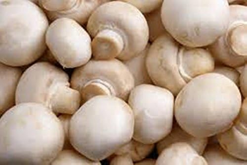 Champignon White Button Mushroom (Agaricus bisporus) Mycelium Spawn Dried Seeds (25g) by Garden Pleasure