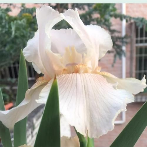 Iris bulbos,bulbos de iris,bulbos de flor iris,bulbos iris,iris flores,iris japonica,iris reticulata,resistente al frío,apto para plantación inmediata,decoración de jardines.-4 bulbos-B