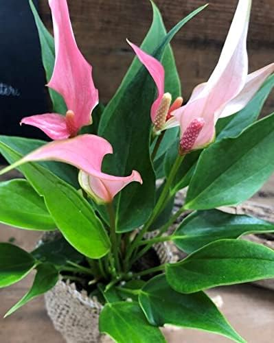 Amazon 希少 アンスリウム リリー 可愛いピンク 観葉植物 インテリア 観葉植物 オンライン通販 Amazon 希少 アンスリウム リリー 可愛いピンク 観葉植物 インテリア 観葉植物 オンライン通販