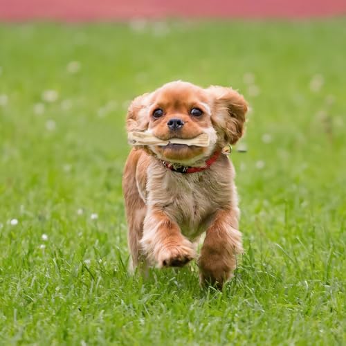 Ziyonix 3 Stück Kaffeeholz für HunDe Kauspielzeug Hund Welpe Kaffeeholz Kaustab für Hund Hundespielzeug Kauen Stifte Kauen Natürliches KaffeeHolz Ideal für Welpen & Kleine Hunde XXS (14cm*1.8-2)