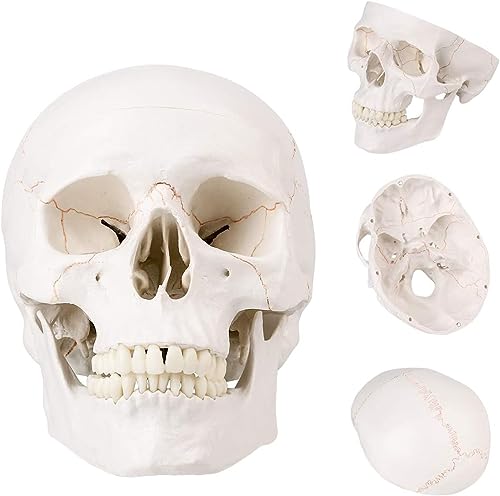 Skumod Life Size Human Head Skull Medical Model, Anatomical Skull Model With Removable Skull Cap & Detached Mandible And Skull Cap thumb #6