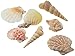 Produktbild Creative HobbiesSea Shells Mixed Beach Seashells - Various Sizes up to 2" Shells -Bag of Approx. 50 Seashells by Creative Hobbies