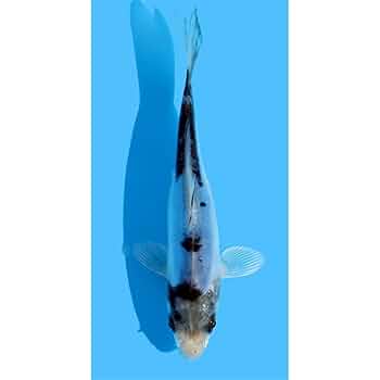 錦鯉土俵入り hq720.jpg?sqp=-