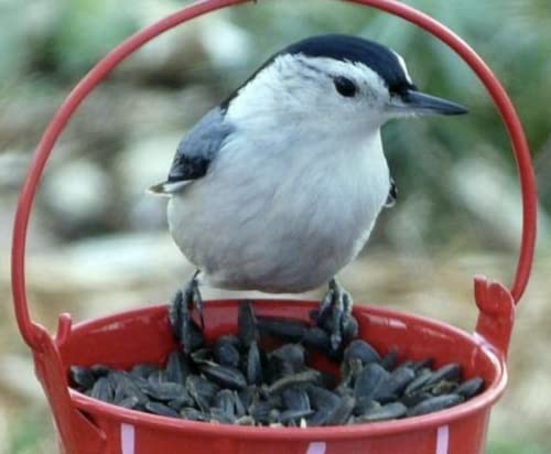 Black Sunflower Seed 15kg Premium Wild Bird Food - Image 3