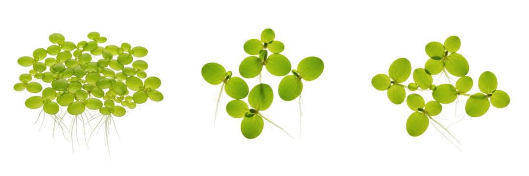 Guppy Fry Comfort Floating Duckweed Live Plant for Shrimp Breeding Bowl & Natural Bio Filter with Fast Growing Green Leaves & Pure Hanging Micro Roots (250+ Healthy Seeds)-image-36