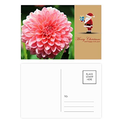 Cartes postales Père Noël fleur de pêcher pour écrire vos mots doux en famille