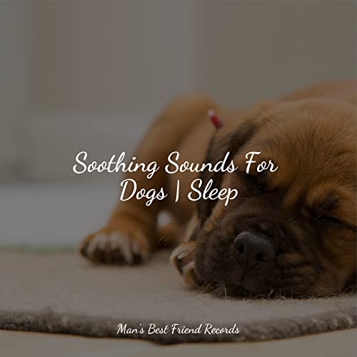 Play Soothing Sounds For Dogs Sleep by Calm Doggy, Deep Focus & Music