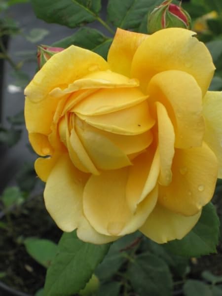 Englische Rose Golden Celebration® Synonym Ausgold® - Austin-Rosen Duft+++