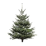 Echter Weihnachtsbaum - Nordmanntanne - frisch geschlagen Christbaum Tannenbaum (Tanne, 180-200 cm)