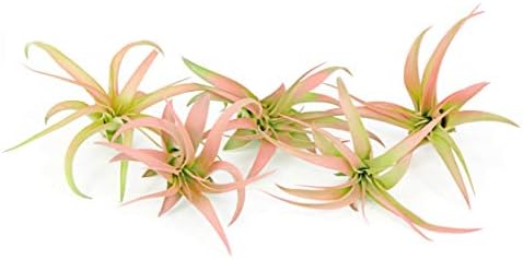 5 Live Air Plants | Colorful Peach Tillandsia Air Plant Pack | Real Houseplants for Terrariums | Easy Indoor Airplant Decorations by Plants for Pets
