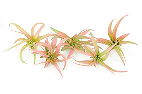 5 Live Air Plants | Colorful Peach Tillandsia Air Plant Pack | Real Houseplants for Terrariums | Easy Indoor Airplant Decorations by Plants for Pets 5 Live Air Plants | Colorful Peach Tillandsia Air Plant Pack | Real Houseplants for Terrariums | Easy Indoor Airplant Decorations by Plants for Pets