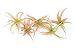 5 Live Air Plants | Colorful Peach Tillandsia Air Plant Pack | Real Houseplants for Terrariums | Easy Indoor Airplant Decorations by Plants for Pets