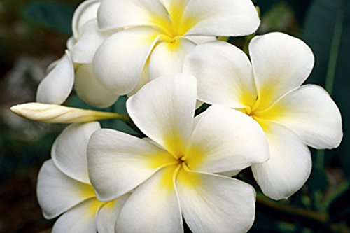 White Hawaiian Plumeria Cutting - Apx. 9-12 Inches Long #1 #TOP4
