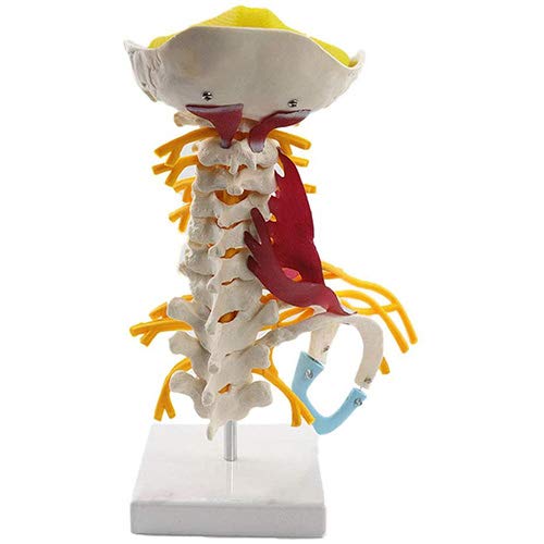 Colonne vertébrale modèle anatomique pour expliquer la douleur cervicale