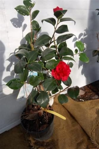 Image of Live Rare Red Hybrid Camellia | Healthy Flowering Plant (2-2.5 ft) | Easy Care in Grow Bag