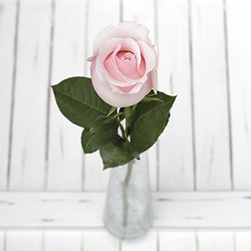 Greenchoice Fresh Cut 24 Light Pink Roses - Artisanal Hand-Selected, Long-Lasting Ecuadorian Light Pink Rose Bouquet – Gift and Home Decor Perfect Fresh Flowers |20" Long Stems, No Vase-2 Dozen