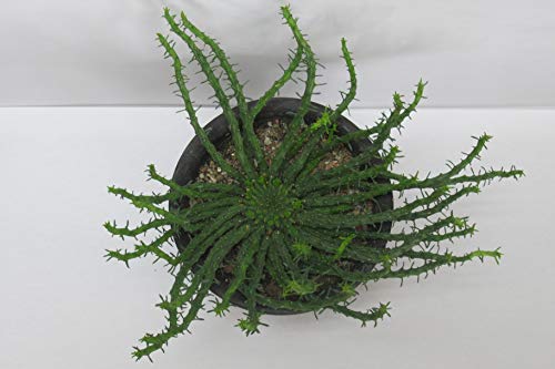 黒い鉢に入った孔雀丸