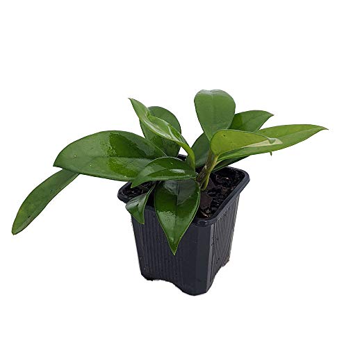 Green Jade Wax Plant - Hoya - Great House Plant - 3 Green Jade Wax Plant - Hoya - Great House Plant - 3