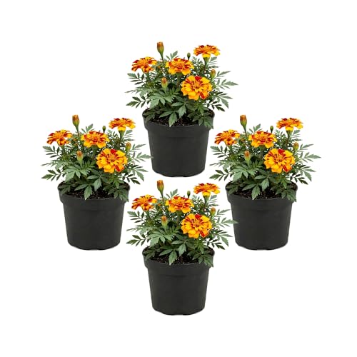 Live Flowering Marigold - Durango Bolero (4 Per Pack) Beautiful Spring Color 8 Tall by 4 Wide in 1 Pt Pot