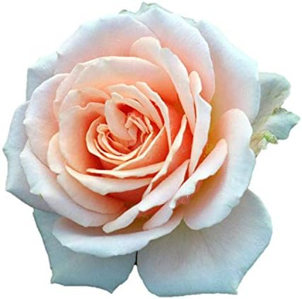 Amazon バラ苗 エスプリ 大苗7号専用角鉢入 オレンジ系 Rose For You 購入特典 ぼかし肥料1kg付き 鉢