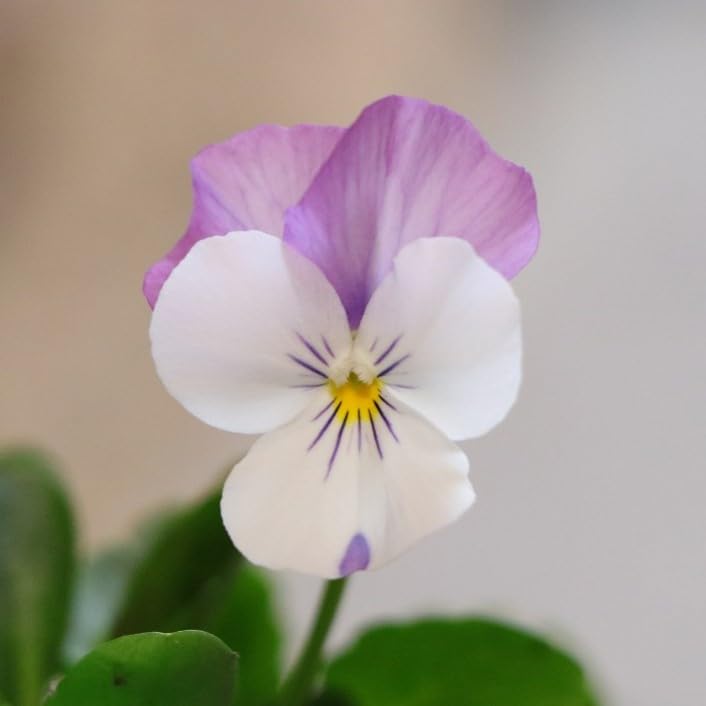 お花の苗 ブルーピンク 黄色 お花の苗 ブルーピンク 黄色 園芸ネット