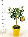Per molto tempo la sua origine è stata un mistero. Studi genetici recenti suggeriscono che la Pompìa sia un ibrido naturale tra l'arancio amaro (Citrus aurantium) e il cedro (Citrus medica), o forse il limone. È un vero 