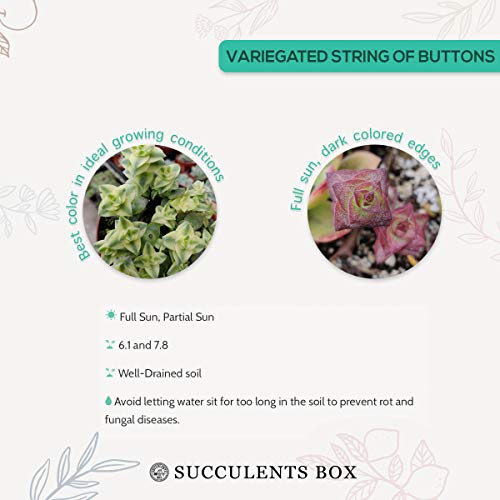 Variegated String Of Buttons 2 Inch - Unique Collection Of Live Crassula Succulents Easy To Grow Indoor House Plant, Fully Rooted In 2/4/6 Inch Size #TOP1