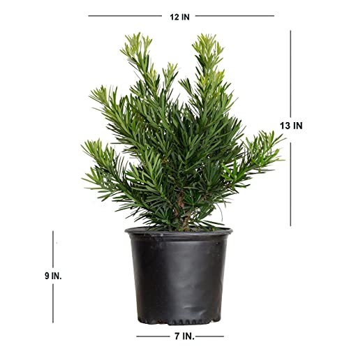 Pringles Dwarf Podocarpus Yew (2.5 Gallon) Evergreen Shrub With Needle-Like Foliage - Full Sun To Part Sun Live Outdoor Plant #TOP2