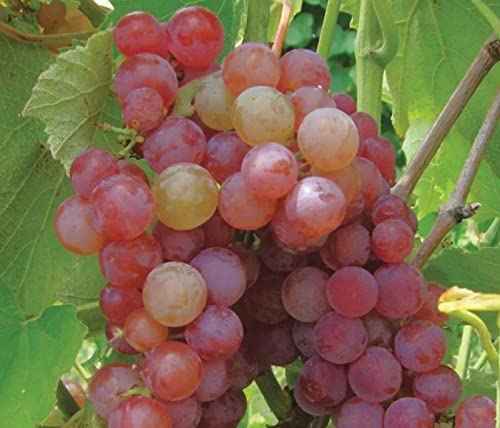 100+ Grape Seeds For Planting Mixed Colors #TOP1