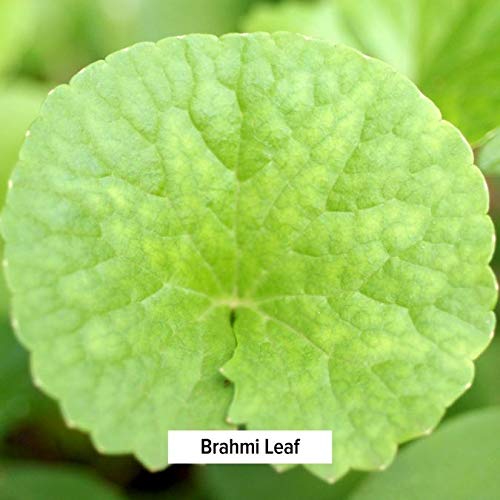 Banyan Botanicals Brahmi/Gotu Kola Powder – Organic Centella Asiatica ­­–Supports Focus, Concentration, Alertness, And A Balanced Sense Of Calm* – ½ Lb. – Non-Gmo Sustainably Sourced Vegan #TOP3