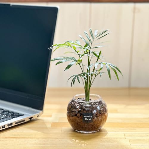 観葉植物 小さい ハイドロカルチャー テーブルヤシ ハイドロボール 選べる器 ミニ観葉 母の日 プレゼント ギフト 誕生日 ミニ 風水 卓上 玄関 水耕栽培(テーブルヤシ ハイドロボール(丸器))