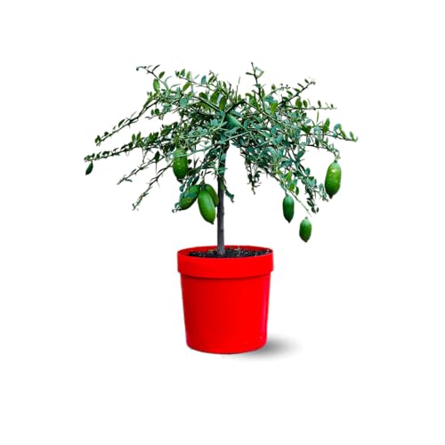 Attitude Jardin - Citron caviar jaune - microcitrus australasica - agrume méditerranéen - arbre fruitier - 75-85 cm - ⌀ 22 cm