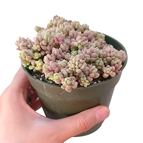Sedum Dasyphyllum Minor Corsican Stonecrop (2 Inch) - Succulents Plants Live, Succulent Plants Fully Rooted, House Plant For Home Office Decoration, Diy Projects, Party Favor Gift #TOP5