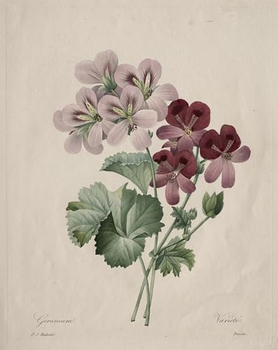 Toile modern peinture géranium de Pierre Redouté : grande affiche murale décorative pour salon
